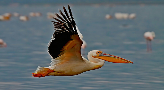 bird watching in Lake Nakuru